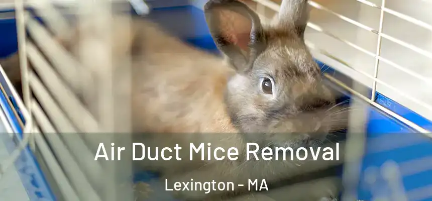 Air Duct Mice Removal Lexington - MA